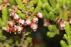 Erica glomiflora glomiflora