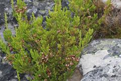 Erica glomiflora glomiflora