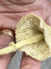 Leucocoprinus birnbaumii
