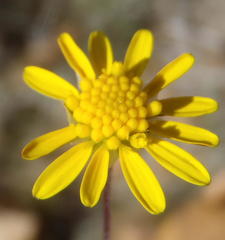 Euryops munitus