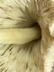 Leucocoprinus birnbaumii