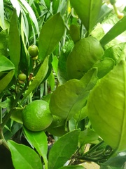 Citrus