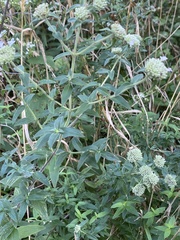 Pycnanthemum verticillatum