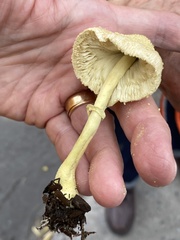 Leucocoprinus birnbaumii