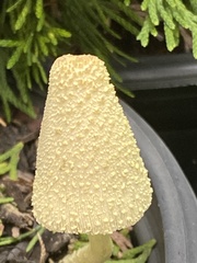 Leucocoprinus birnbaumii