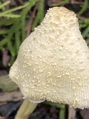 Leucocoprinus birnbaumii