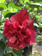 Magnoliopsida
