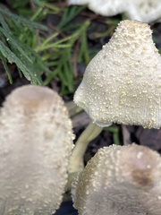 Leucocoprinus birnbaumii