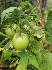 Solanum