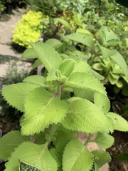 Coleus