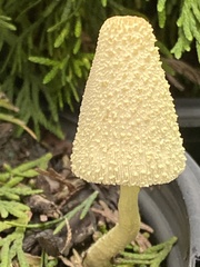Leucocoprinus birnbaumii