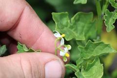 Solanum retroflexum