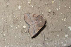 Sestra humeraria