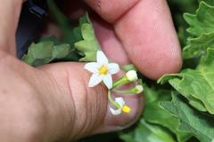 Solanum retroflexum