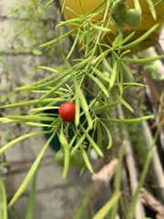 Asparagus