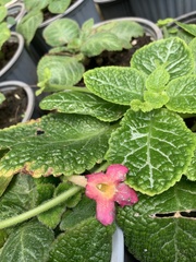 Episcia