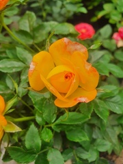 Magnoliopsida