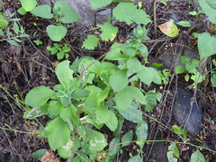 Echeveria chapalensis