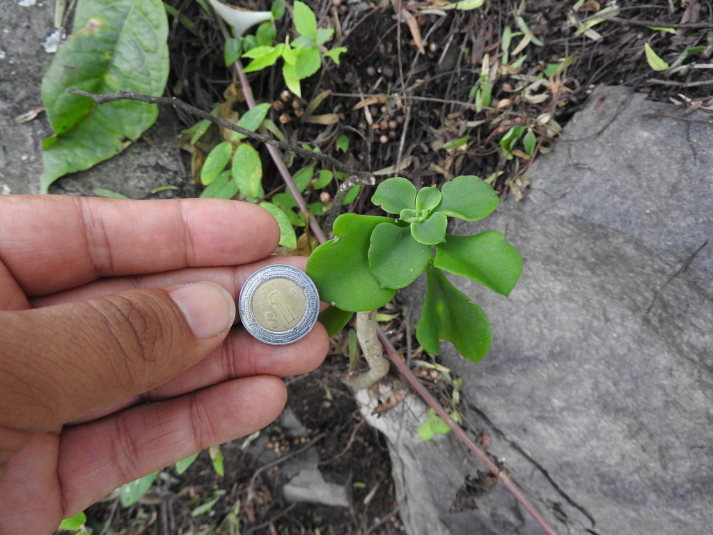 Echeveria chapalensis, Acámbaro, Guanajuato, Mexico