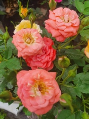 Rosa