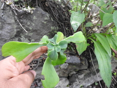 Echeveria chapalensis
