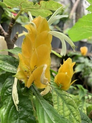 Pachystachys lutea