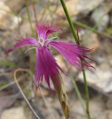 Dianthus bolusii