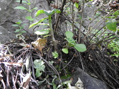 Echeveria chapalensis