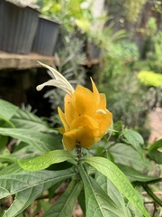 Pachystachys lutea