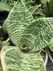 Sansevieria