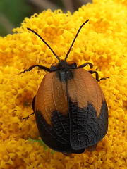 Lycus palliatus
