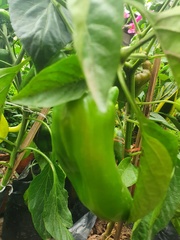 Capsicum