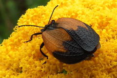 Lycus palliatus