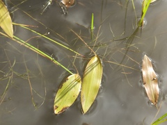 Potamogeton natans