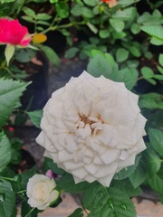 Magnoliopsida