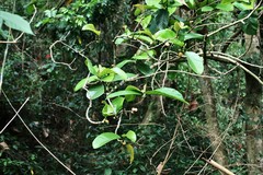 Artocarpus lacucha