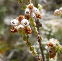 Erica oreotragus