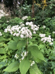 Ageratina altissima