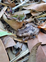 Litoria balatus