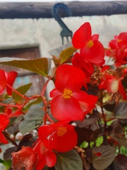 Begonia