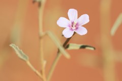 Hibiscus brachychlaenus