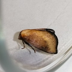 Euprosterna sapucaya