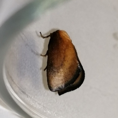 Euprosterna sapucaya