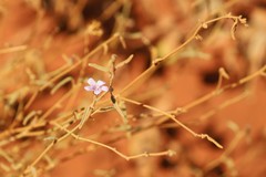 Hibiscus brachychlaenus