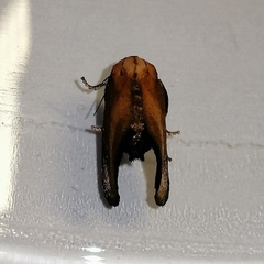 Euprosterna sapucaya