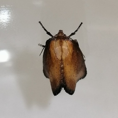 Euprosterna sapucaya