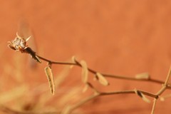 Hibiscus brachychlaenus