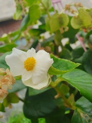 Begonia