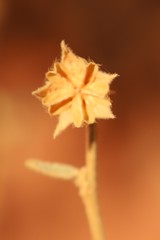 Hibiscus brachychlaenus