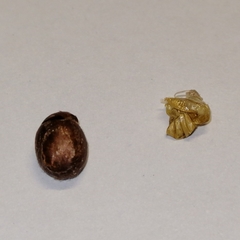 Euprosterna sapucaya